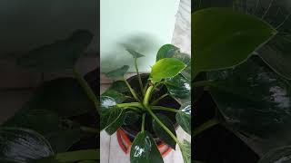 Philodendron Birkin  new leaves after almost 4 months [upl. by Eyar570]