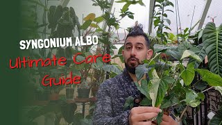 Syngonium Podophyllum Albo Variegata Care and Tips  Fast Growth  Avoiding reversion [upl. by Eidnil982]