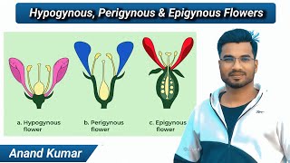 Hypogynous Perigynous and Epigynous flowers  Position of Floral parts on the thalamus Flower type [upl. by Fisher720]