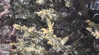 Clouds of pollen blow off juniper trees in Overland Park Kansas in March 2015 [upl. by Anirtep]