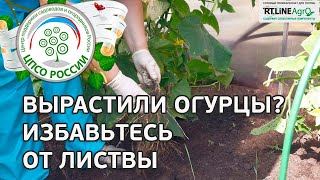 🥒 Сплошная уборка огурца Выращивание огурцов в теплице [upl. by Laehplar]