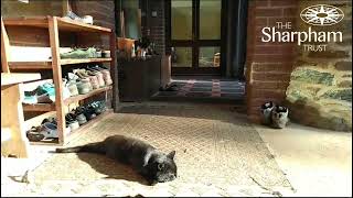 Cat meditation  mindfulness for cats from The Sharpham Trust [upl. by Evania]