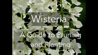 Wisteria A Guide to Pruning and Planting [upl. by Atirys]