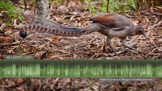 Superb Lyrebird Sounds amp Calls  Song amp mimicry of 24 species by a single bird [upl. by Sundberg]