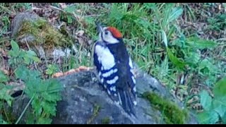 Feeding Time For Young Woodpecker [upl. by Schecter]