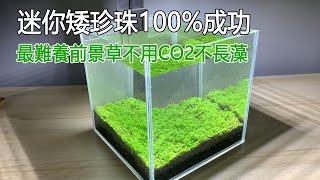 最難養前景草不用CO2不長藻迷你矮珍珠100成功It is the simplest way to breed Hemianthus callitrichoides Cuba without CO2 [upl. by Yorgos859]