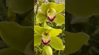 Green Cymbidium orchid flowers [upl. by Notlad385]