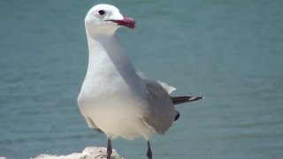 Gaviota de Audouin Larus audouinii Audouins Gull [upl. by Nauqas]