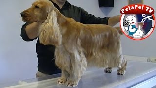 PELUQUERÍA CANINA COCKER INGLES  GROOMING REALIZADO POR JORDI RUEDA [upl. by Nylirac]