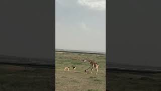 Lion attacks baby giraffe Wild animals at close range Animal fighting power competition Animals [upl. by Jerrilee]