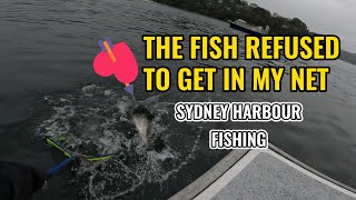 Sydney Harbour Jewfish shorejigging [upl. by Lotti]