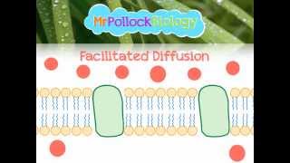 Diffusion Facilitated Diffusion amp Active Transport Movement across the Cell Membrane [upl. by Dewhurst]