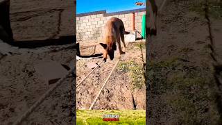 🔥🔥malinois k9trainer k9handler doglover doglover k9 [upl. by Gauntlett]