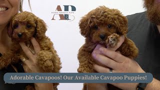 Adorable Cavapoos Our Available Cavapoo Puppies [upl. by Treble610]