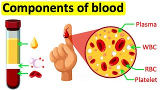 Components of blood  RBC WBC Plasma amp Platelets  Easy science lesson [upl. by Airotciv148]