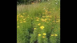 Threadleaf Coreopsis [upl. by Ardnoid]