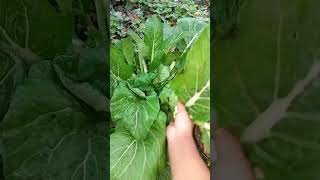 Happy gardener🥬😍💥🔥 organicfarming spinach food trending funny friendlymuddyhands [upl. by Ainesell469]