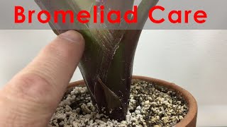 Bromeliad Propagation and Care Update with progression Keeping leaves clean and flowering [upl. by Sima]