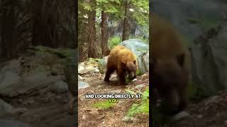 Grizzly Bear Attack How to React and Stay Alive 😱🐻 [upl. by Kcarb]