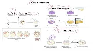 Bacteria Culture procedure  Streak plate  Pour plate  Spread plate  Life Science Bangla  Uttam [upl. by Xever]