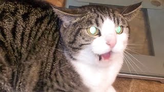 Angry and Aggressive Cats Hissing Compilation  Growling Hissing and Claw  PETASTIC 🐾 [upl. by Edras]