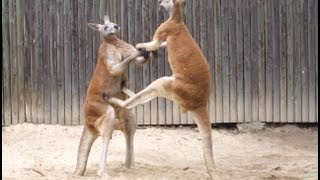 Kangaroos Fighting Kangaroo Battles [upl. by Enelrihs]