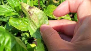 Thai Basil growing problems  Thai basil leaves turn yellow [upl. by Clancy540]