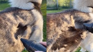 Owner Hoovers Dogs Fur During Shedding Season [upl. by Drareg]