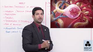 CLASS 12BIOLOGYCH 01LEC10 FUNCTION OF NEPHRONmp4 [upl. by Ralip129]