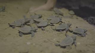 Loggerhead Turtle Hatchlings on Mon Repos Bundaberg QLD [upl. by Dowd247]