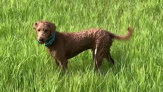 Upland pointing dog training with Frankie the f1b hunting labradoodle [upl. by Lanza]