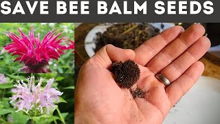 How to Save Bee Balm Seeds Monarda [upl. by Sinnej682]