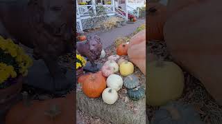 Huge pumpkin at the front of The Lion Inn Stockbridge MA [upl. by Enortna979]