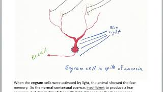 Finding the Engram part 6 optogenetics [upl. by Lithea]