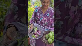 Brinjals వంకాయలు harvesting in my garden brinjal mygarden gardening shortvideo ytshorts [upl. by Merill268]