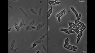 Exploding bacteria with penicillin [upl. by Santoro]