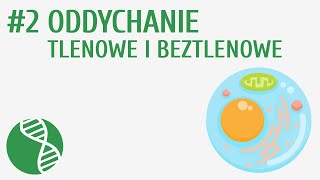 Oddychanie tlenowe i beztlenowe 2  Czynności życiowe organizmów [upl. by Omero]