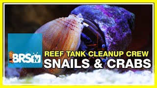 Week 23 Cleanup Crew How Many Do I Need  52 Weeks of Reefing [upl. by Ecyarg]