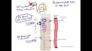 Identifying Connective Tissue  Review and Practice [upl. by Idola]