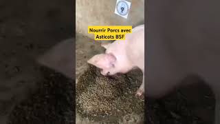 NOURRIR PORCS AVEC ASTICOTS BSF gardening [upl. by Devinna]