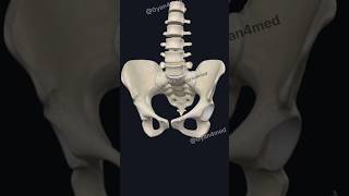 pelvic bone anatomy [upl. by Arrahs]