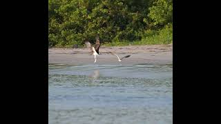 Short Osprey Action  Everyone is watching ospreys birdofprey nature wildlifevideography [upl. by Nagel]