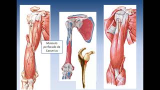 Músculos del brazo [upl. by Auqkinahs956]