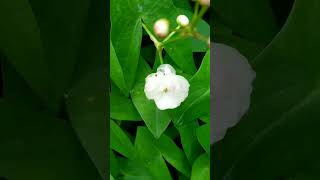 Arrowhead Sagittaria Latifolia [upl. by Memberg]