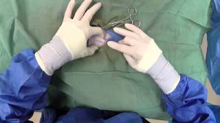 Dog Neuter Video  Canine Castration [upl. by Zullo]