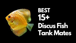 Discus Tank Mates The Best amp Worst Options [upl. by Ferdinana]