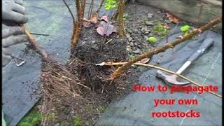 How to propagate your own rootstocks [upl. by Celik]