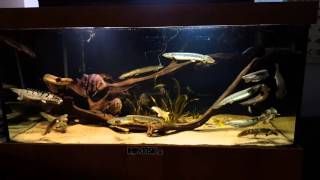 Hungry bichirs polypterus fish tank [upl. by Ehrenberg440]