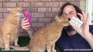 Deworming Pills How To Get Your Cat To Take It [upl. by Octavian881]