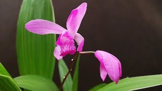 Orquídeas Terrestres Cuidados Actualización del trasplante de Bletilla striata [upl. by Elledoj]